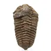Trilobite fossil Marocko - 0
