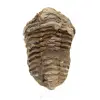 Trilobitfossil från Marocko - 0