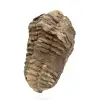 Trilobitfossil från Marocko - 2