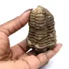 Trilobitfossil från Marocko - 3