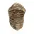 Trilobitfossil från Marocko