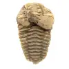 Trilobit fossil - 0
