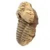 Trilobit fossil - 1