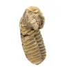 Trilobit fossil - 2