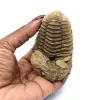 Trilobit fossil - 3