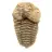 Trilobit fossil
