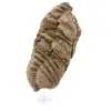 Fossil trilobit - 1