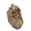 Fossil trilobit - 2