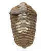 Trilobite från Marocko - 0