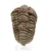 Trilobite från Marocko - 0