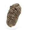 Trilobite från Marocko - 1