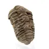 Trilobite från Marocko - 2