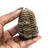 Trilobite från Marocko - 3