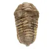 Rå trilobit från Marocko - 0