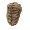 Rå fossil trilobit - 0