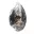 Orthoceras fossil från Marocko — 1