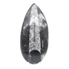 Polerad Orthoceras Fossil - 1