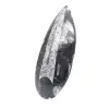 Polerad Orthoceras Fossil - 2