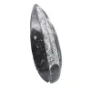 Polerad Orthoceras Fossil - 3