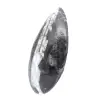 Polerade Orthoceras - 2