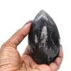 Orthoceras fossil från Marocko - 3