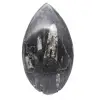 Orthoceras fossil Marocko - 1