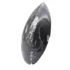 Orthoceras fossil Marocko - 2