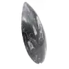 Orthoceras fossil Marocko - 3