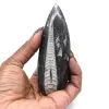 Orthoceras fossil från Marocko - 0
