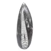 Orthoceras fossil från Marocko - 1