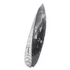 Orthoceras fossil från Marocko - 2