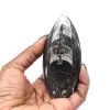 Orthoceras fossil från Marocko - 4