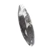 Orthoceras fossil Marocko - 3