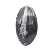 Orthoceras fossil - 1