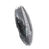 Orthoceras fossil - 3