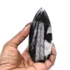 Orthoceras fossil från Marocko - 6