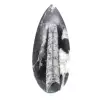 Orthoceras fossil - 1
