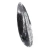 Orthoceras fossil - 3