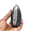 Orthoceras fossil från Marocko - 7