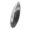 Orthoceras av Marocko - 2
