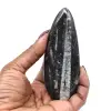 Orthoceras fossil från Marocko - 9