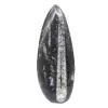 Polerad Orthoceras Fossil - 1