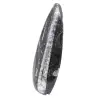 Polerad Orthoceras Fossil - 2