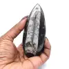 Polerade Orthoceras - 0