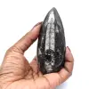 Orthoceras fossil från Marocko - 10