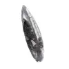 Orthoceras fossil Marocko - 3