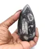 Orthoceras fossil från Marocko - 11