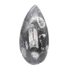 Orthoceras fossil Marocko - 1