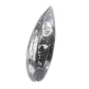Orthoceras fossil Marocko - 2