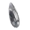 Orthoceras fossil Marocko - 3